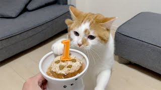 猫の1歳の誕生日に手作りケーキをプレゼントしてみた結果！？