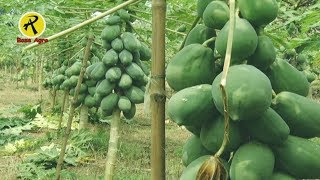 পেঁপে চারা রোপণের এখনই সময়, Now is the time to plant papaya sapling