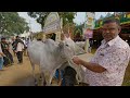 milk teeth elite hallikar bulls cost 8 lakhs