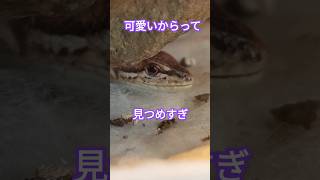 可愛いからって見つめすぎはやめましょう #かなへび #カナヘビ #japanesegrasslizard #カナヘビ飼育