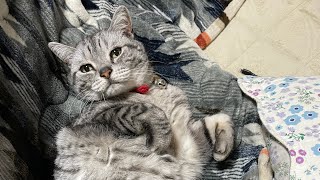 【猫】野生を忘れた猫の日常#1