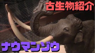 【古生物紹介】ナウマンゾウ