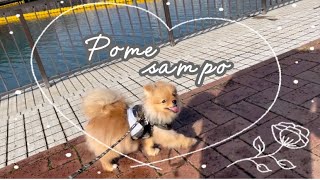 【ポメラニアン】ポメさんぽ。#ポメラニアン#犬#pomeranian#dog#vlog#静岡#清水#エスパルス#エスパルスドリームプラザ#ドリームプラザ#ドリプラ#海#船#遊園地#お散歩#散歩#さんぽ