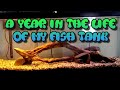 A year in the life of a planted tank