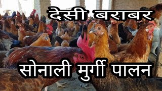 Sonali complete information about poultry farming. Sonali Murgi desi barbaran | golden hen farming |