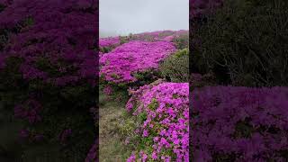 満開のミヤマキリシマ#大分県 #くじゅう連山 #ミヤマキリシマ #花畑 #登山