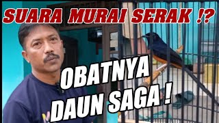 SOLUSI MENGATASI SUARA MURAI BATU SERAK HILANG! SETINGAN RAWATAN HARIAN MURAI BATU MUDA JUARA LOMBA