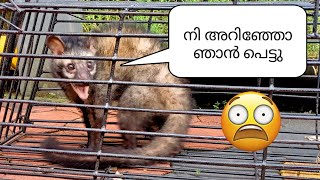 വീട്ടില്‍ വന്ന അതിഥിയെ പിടിച്ചപ്പോൾ 😂?!palm civet vlog