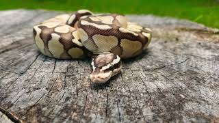 Butter Pastel Ball Python