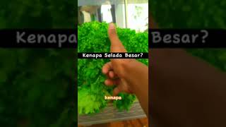 Cara cepat selada mu tumbuh besar.  #berkebun #hidroponik #pertanian #pertanianhidroponik#jepara