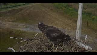 Charlo Mt. Ospreys ~The Hawk Visitor 9 15 17