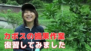 一年に一度のカボスの摘果作業を復習してみました