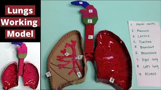 Respiratory system Working model | Lungs working model |respiratory system model|Lungs Model