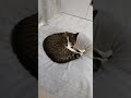 人をダメにするクッションで猫もダメになっている。