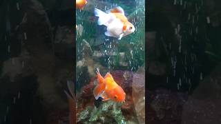 #Fish #goldfish #petlover #pets #beta