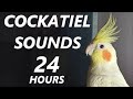 cockatiel sounds 24 hours of cockatiel singing for lonely cockatiels