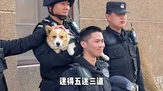 全网唯一一只柯基警犬~福仔