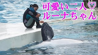 ルーナちゃんとトレーナーさん可愛すぎ😍 鴨川シーワールド シャチ Kamogawa Sea World