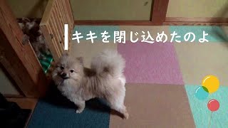 たくましいポン太にタジタジ！？　ポメチワミックス子犬ポン太