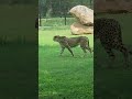 african hunting cheetah running cheetah cheeta africanwildanimals africanwildlife bigcat