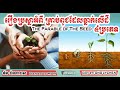 ប្រស្នាអំពី គ្រាប់ពូជដែលធ្លាក់លើដី៤ប្រភេទ the parable of the seed