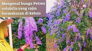 MENGENAL TANAMAN HIAS Petrea volubilis , EKSOTIS BUNGANYA RAJIN MEKARNYA