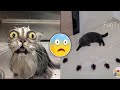 Cat Reaction to Toy - Funny Cat Ceaction Compilation | FunTv