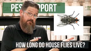 How Long do House Flies Live? | Pest Support