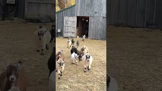 Here come the Pygmy goats!!