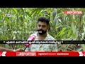 ഇടുക്കി 20 ഏക്കറില്‍ ഭീതി പരത്തി കാട്ടാനക്കൂട്ടം ജനവാസ മേഖലയിലെത്തിയത് ആറ് ആനകള്‍ wild elephant