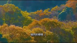 褪色的戀情 ／探戈演奏曲