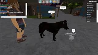 Roblox Shard Seekers Buying The Adult Cougar - 