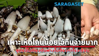 เพาะเห็ดโคนน้อยทำง่ายเก็บกินทุกวัน|สูตรไม่ต้องต้มฟางไม่ต้องมีโรงเรือน| SARAGASET