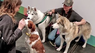 Huskies Meeting other Famous Pets | PetCon