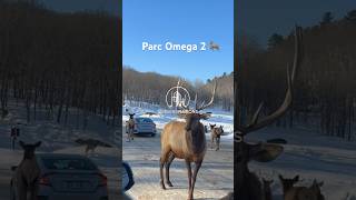 #ParcOmega Parte 2 🦌🐺# Ottawa #OmegaParc #SafariCanadá #AventuraEnCanada # travel #quebec