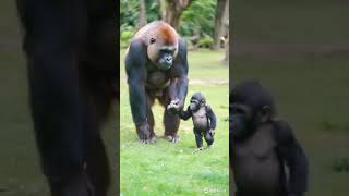 Gorilla Teaches Baby Gorilla How to Walk