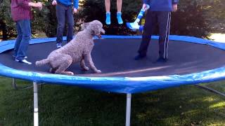 Rudy on Trampoline