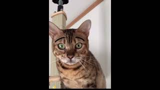 猫の変顔可愛いベンガルFunny cat face cute bengal cat