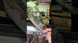 有大胆想法的朋友，我替你们做了。 #鳄鱼 #crocodile #分享 #reptiles #animals #猛兽 #寵物 #搞笑 #搞笑 #饲养员 #cute