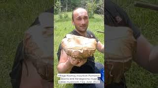 Huge edible mushroom (Vrganj) - Bosnia and Herzegovina