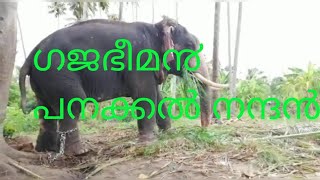 Panakkal Nandan Elephant I പനക്കൽ നന്ദൻ