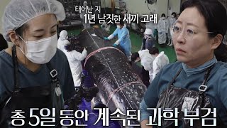 국내에서 처음 진행되는 대형 고래의 과학적 부검 #고래와나 #SBSstory