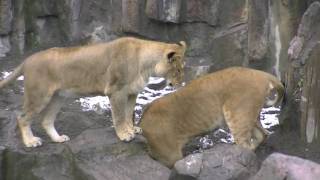 冬の円山動物園