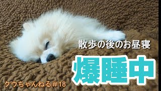 【保護犬クウ】散歩のあと爆睡ですw　ちょっかいを出したいけど...　保護犬クウちゃんねる#18【ポメラニアン】Pomeranian【shelter dog】