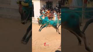 #bull #cow #jallikattu #shortsfeed