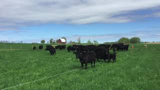 Virtual Farm Trip to a New York Beef Farm - Tim Pallokat - 11/5/18