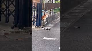 楽な体制見つけたイッヌ #Shorts #TikTok #おすすめ #犬 #犬好き #犬のいる暮らし #犬のいる生活 #しばいぬ #柴犬 #柴犬のいる暮らし #いぬ #イヌ #ペット #動物 #癒し