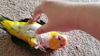 That Crazy Caique