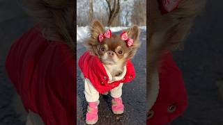 Chihuahua VS Winter 😂 (please rate her walk from 1 to 10 🤭)