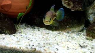 Alevins Hemichromis elongatus